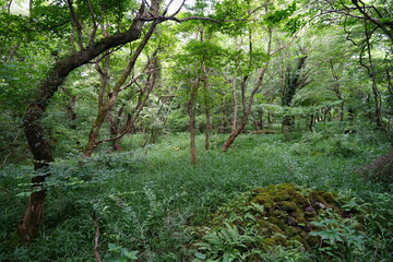 Obraz premium dense summer forest with mossy rocks and old trees