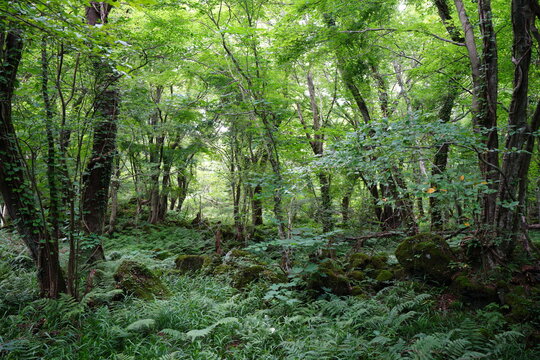 dense summer forest with mossy rocks and old trees