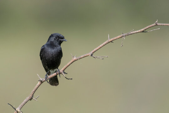 Stone chat