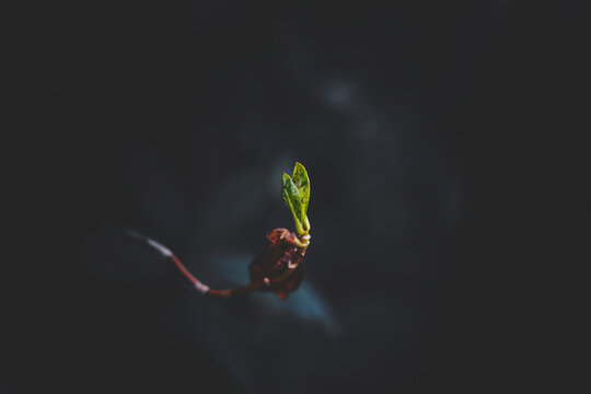leaf