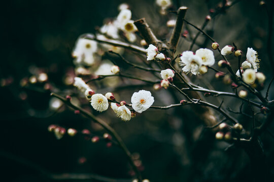 branch of a tree