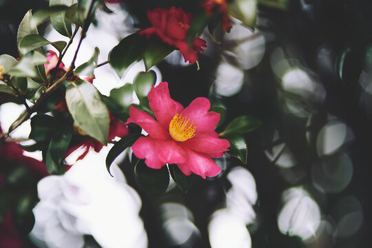 pink  flowers