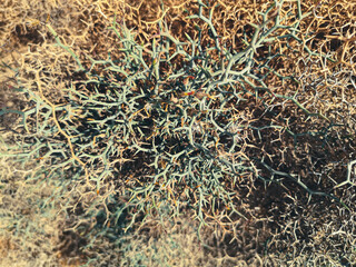 Unique shaped desert plant closeup. Leafless flora growing in an arid terrain in Africa. Spines and branches. Selective focus on the details, blurred background.