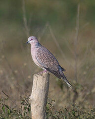 Spotted dove