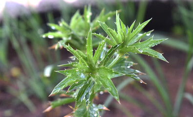 close up of needles