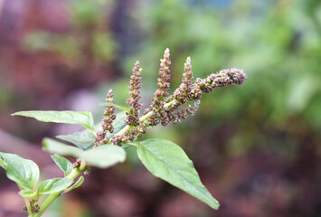 the butterfly on a branch
