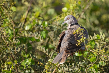 Mourning Collared Dove - Streptopelia decipiens, beautiful common dove from African woodlands and gardens, Amboseli, Kenya.