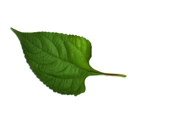 Fototapeta premium green leaf isolated on white