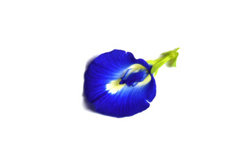 iris isolated on white