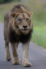 Big male lion on the move on the road - Kruger National Park