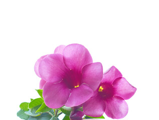 pink orchid isolated on white background