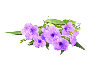 flowers isolated on white background