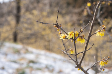 雪景色とロウバイの花