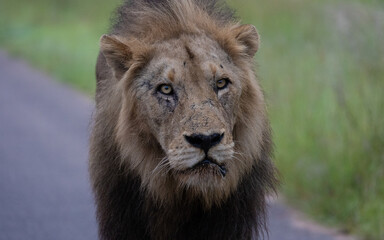 Big male lion on the move on the road - Kruger National Park