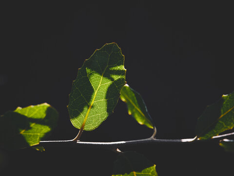 leaf on black
