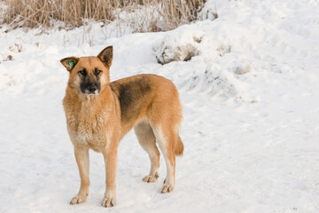 A portret of large mixed-breed with a tag in the ear. Sheepdog stares off to the side against a winter white  background.