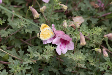 Wildflower in Kruger National Park