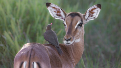 impala lamb and red-billed oxpecker in conversation © Jurgens