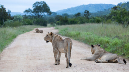 Obraz na płótnie Canvas lions on the road in Kruger national park