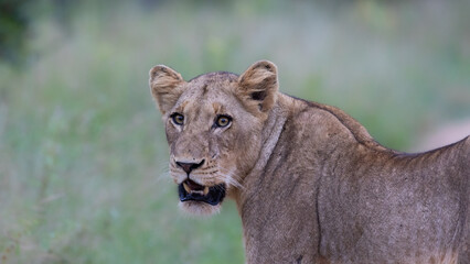young male lion in the road- Kruger national park