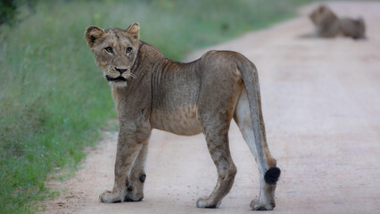 lions on the road in Kruger national park