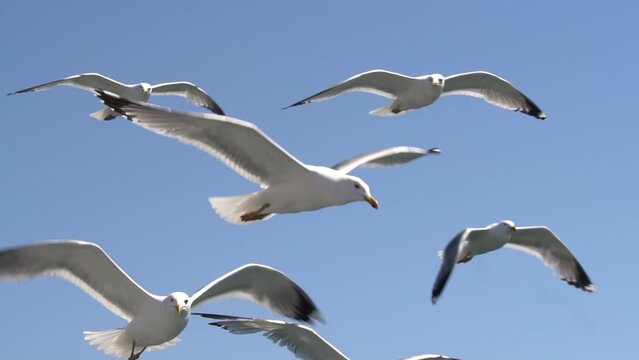 seagulls fly against the backdrop of a clear sky on Lake Baikal