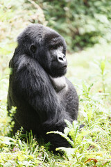 ジャングルでくつろぐマウンテンゴリラ