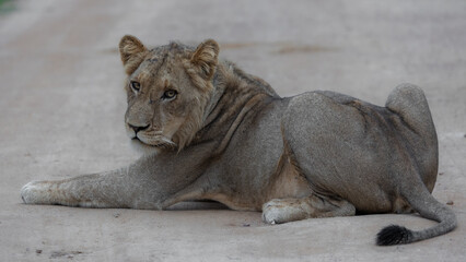 young male lion in the road- Kruger national park