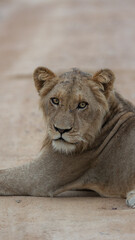 young male lion in the road- Kruger national park