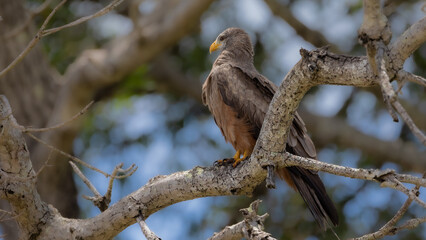 a yellow-billed kite perched in a tree