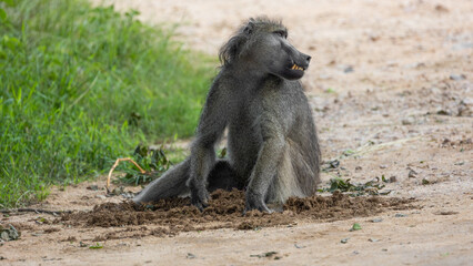 big chacma baboon searching through elephant dung