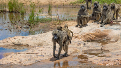 a troop of chacma baboons