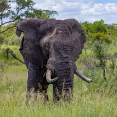 Big bull African elephant in the wild