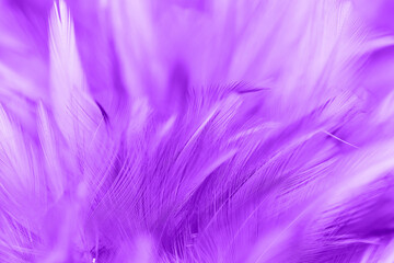 purple chicken feather texture abstract for background. soft and blur color