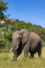 Obraz premium Big bull African elephant in the wild
