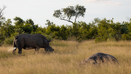 Fototapeta premium White rhino bull, scent-marking his territory