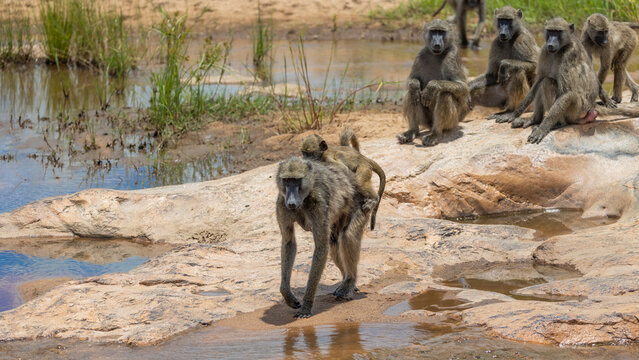 a troop of chacma baboons