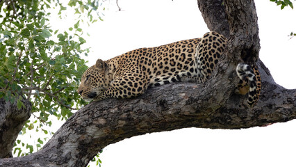 Big male leopard up in a marula tree