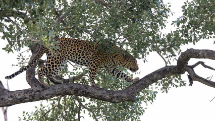 relaxed leopard male in Kruger national park