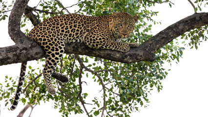 relaxed leopard male in Kruger national park