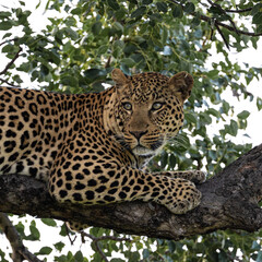 relaxed leopard male in Kruger national park