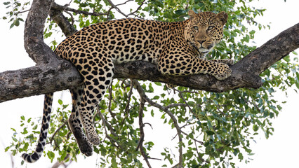 Big male leopard up in a marula tree