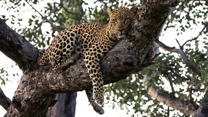 Fototapeta na wymiar relaxed leopard male in Kruger national park