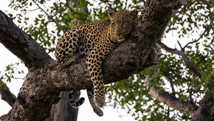 Leopard male posing in a big tree