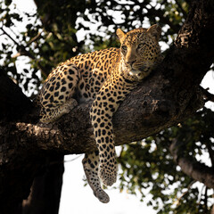 Leopard male posing in a big tree