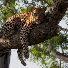 Naklejka premium Big male leopard up in a marula tree