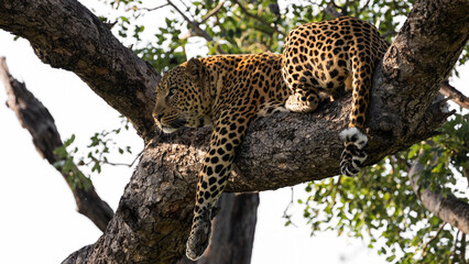 Leopard male posing in a big tree