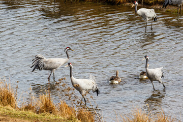 Cranes at a lake in the spring