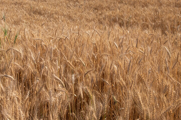 wheat field at harvest time. golden spikes.