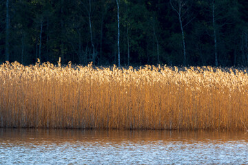 Sunshine at the reed in a lake